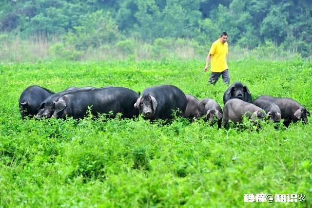 饲料价格下跌，生猪价格下跌，猪农信心受挫，消费常态何日实现