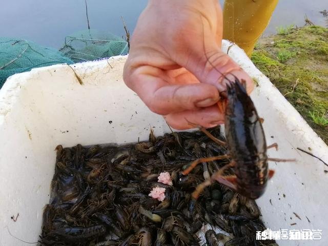 小龙虾市场价格这么高，怎么比较少养殖的，是对养殖技术要求高吗