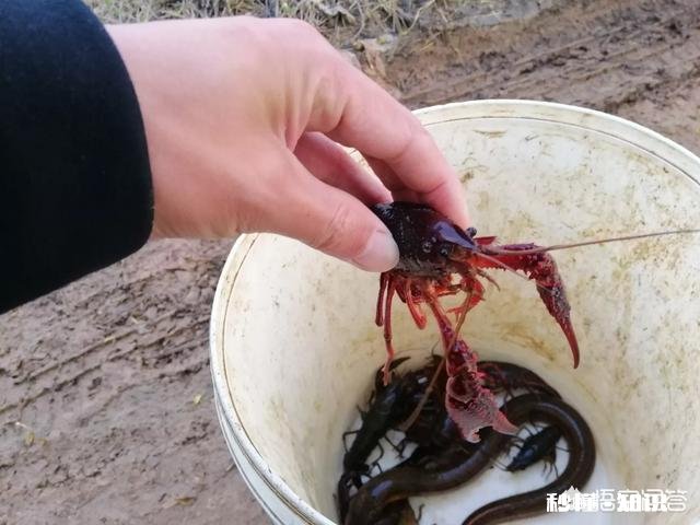 小龙虾市场价格这么高，怎么比较少养殖的，是对养殖技术要求高吗