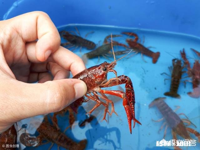 小龙虾市场价格这么高，怎么比较少养殖的，是对养殖技术要求高吗