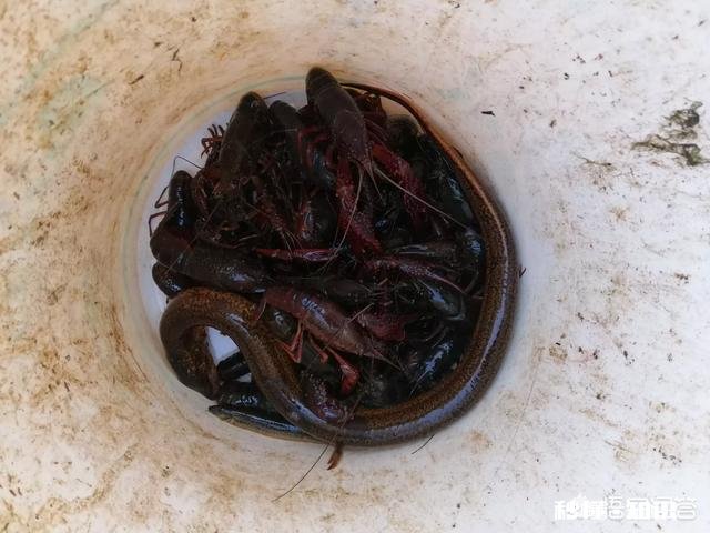 小龙虾市场价格这么高，怎么比较少养殖的，是对养殖技术要求高吗