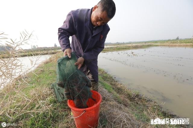 小龙虾市场价格这么高，怎么比较少养殖的，是对养殖技术要求高吗