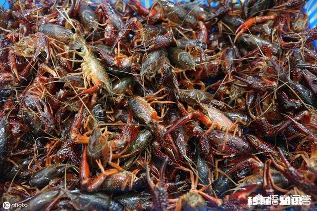 小龙虾市场价格这么高，怎么比较少养殖的，是对养殖技术要求高吗