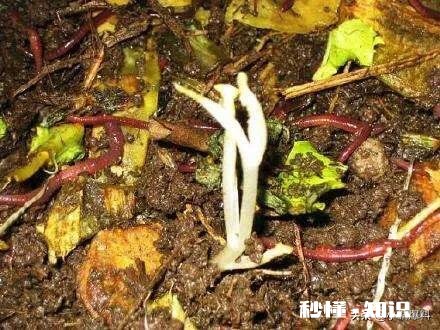 如何将堆肥施用在有菜的地上