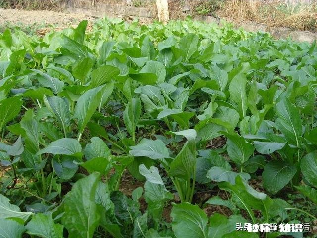 如何将堆肥施用在有菜的地上