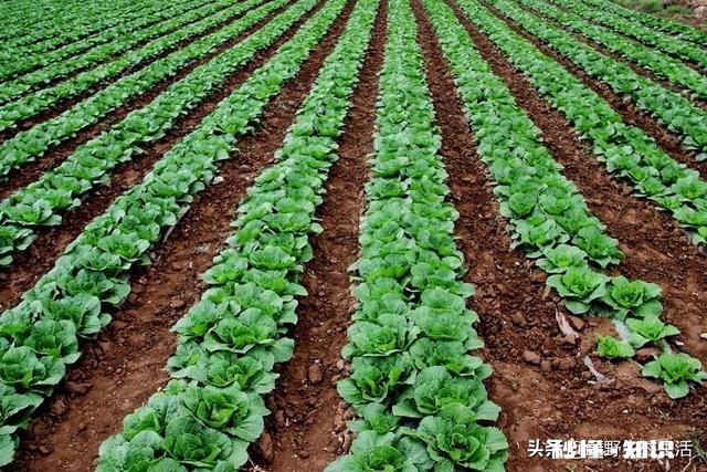 如何将堆肥施用在有菜的地上