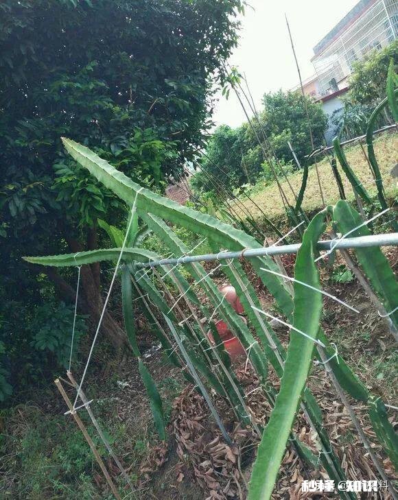 如何将堆肥施用在有菜的地上