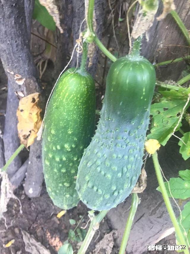 如何将堆肥施用在有菜的地上