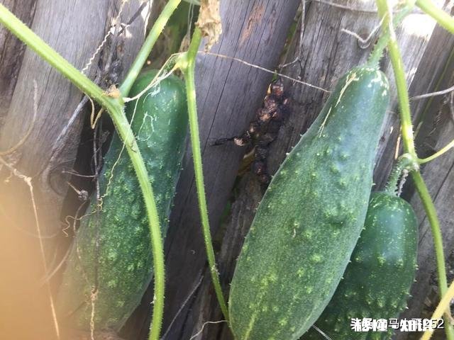 如何将堆肥施用在有菜的地上