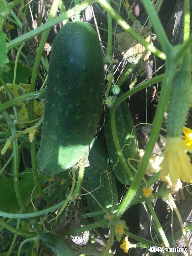 如何将堆肥施用在有菜的地上