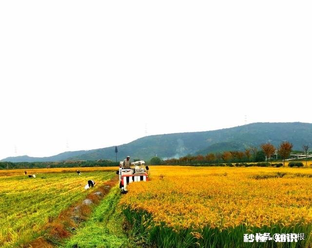 孩子随父亲是上海户口，我想让孩子放弃上海户口落户苏州可惜么