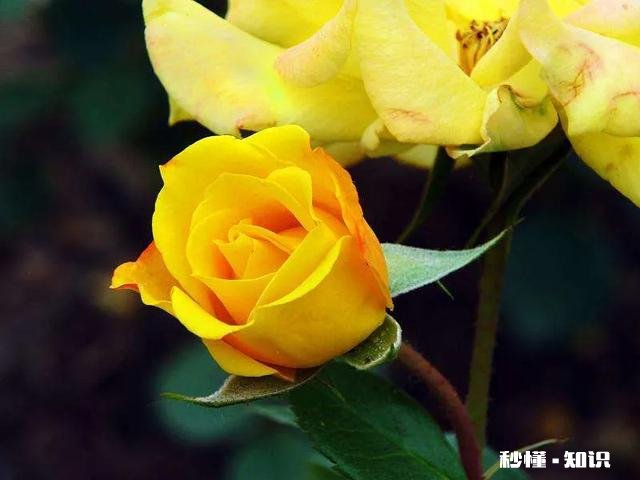 月季花苞怎么晒干