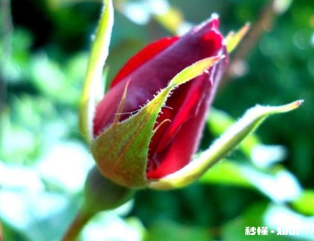 月季花苞怎么晒干