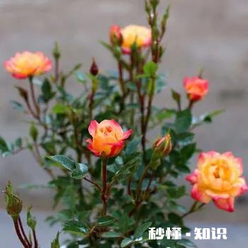 月季花苞怎么晒干