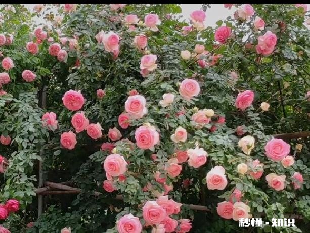 月季花苞怎么晒干