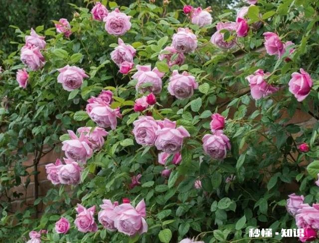 月季花苞怎么晒干