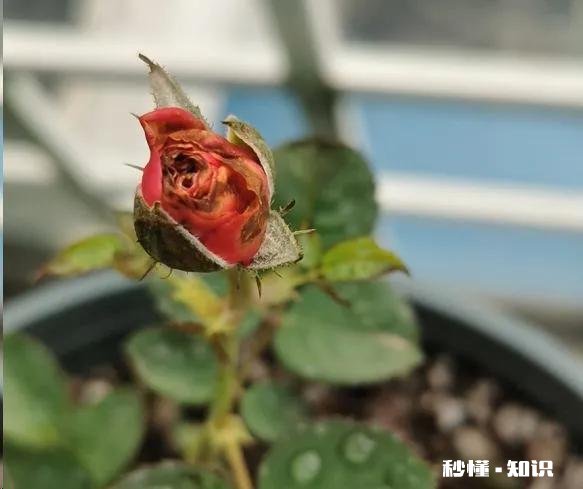 月季花苞怎么晒干