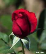 月季花苞怎么晒干