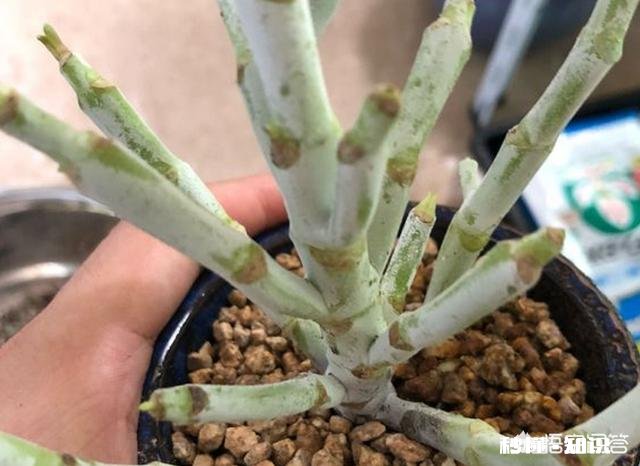 夏天买回来的多肉成了这个鬼样子怎么办