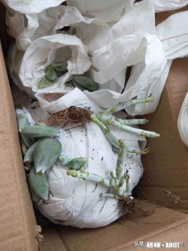 夏天买回来的多肉成了这个鬼样子怎么办