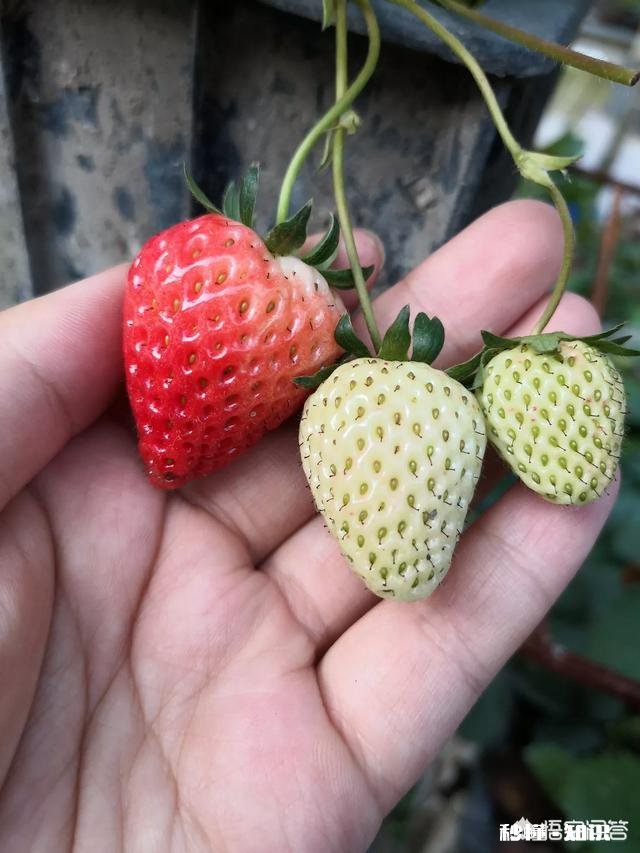 夏天买回来的多肉成了这个鬼样子怎么办