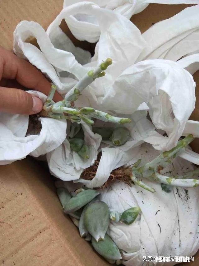 夏天买回来的多肉成了这个鬼样子怎么办