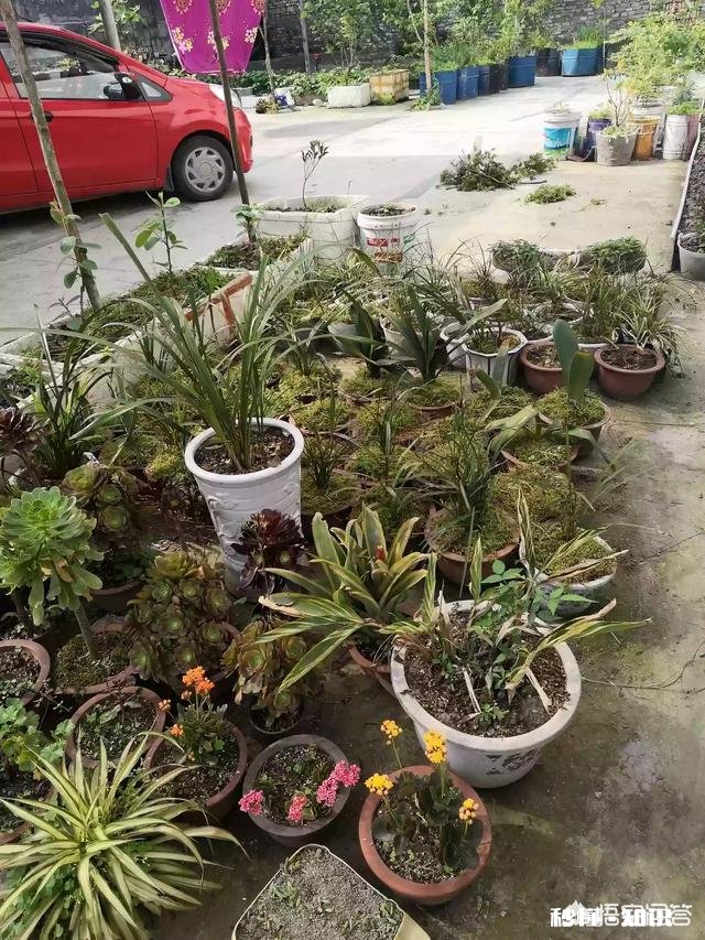 夏天买回来的多肉成了这个鬼样子怎么办