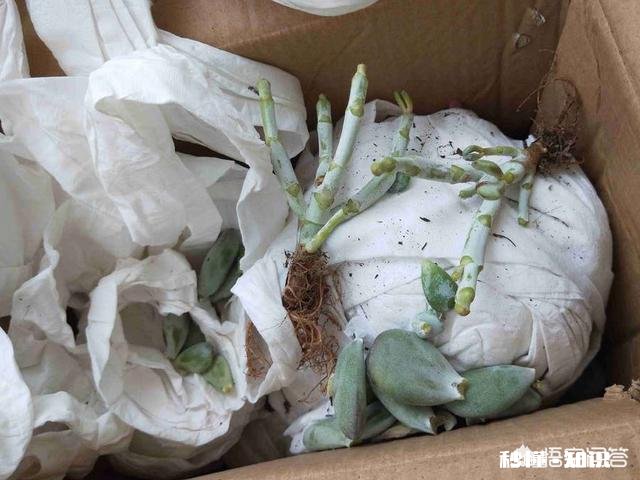 夏天买回来的多肉成了这个鬼样子怎么办