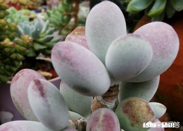 夏天买回来的多肉成了这个鬼样子怎么办