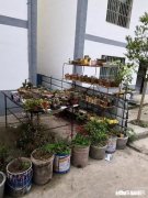 夏天买回来的多肉成了这个鬼样子怎么办