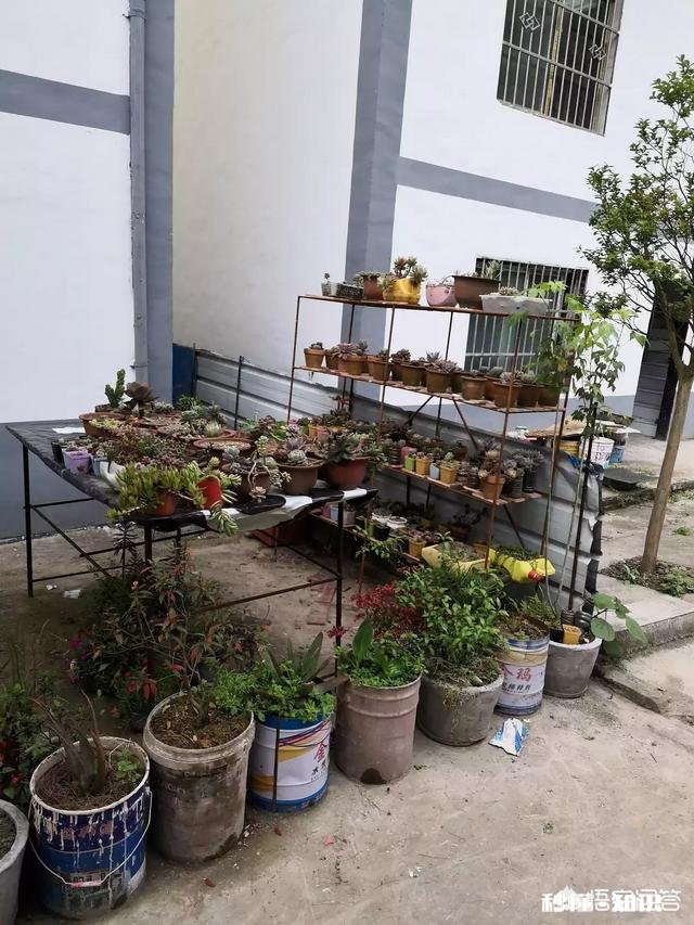 夏天买回来的多肉成了这个鬼样子怎么办