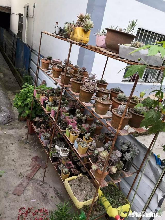 夏天买回来的多肉成了这个鬼样子怎么办