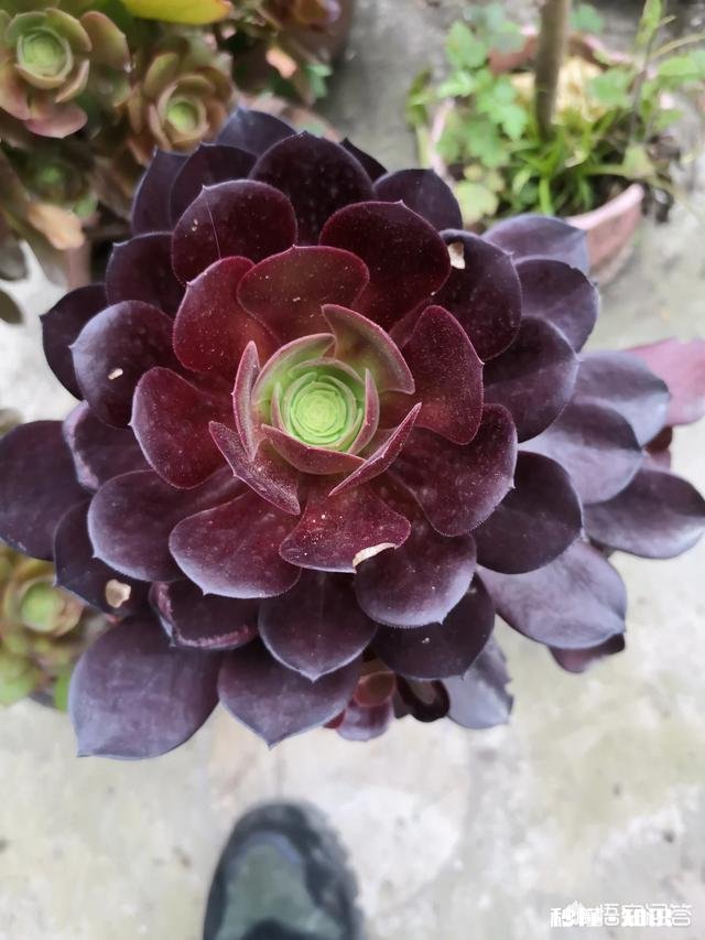 夏天买回来的多肉成了这个鬼样子怎么办