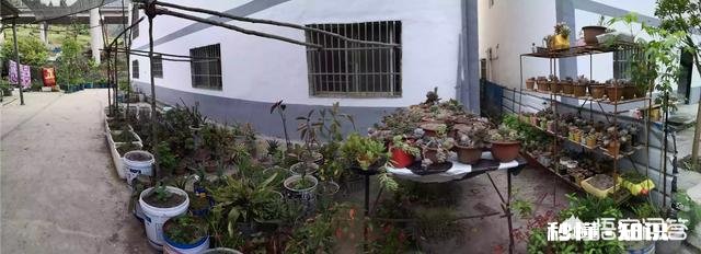 夏天买回来的多肉成了这个鬼样子怎么办