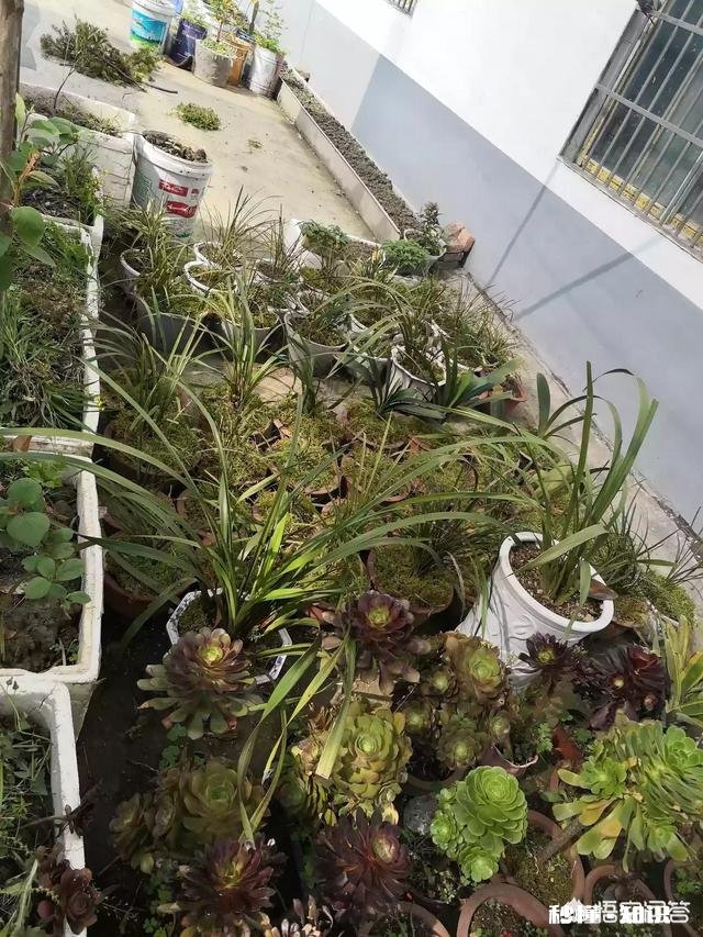 夏天买回来的多肉成了这个鬼样子怎么办