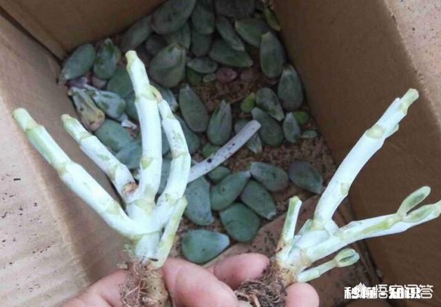 夏天买回来的多肉成了这个鬼样子怎么办