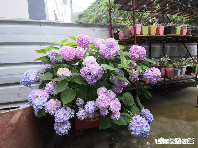 夏天买回来的多肉成了这个鬼样子怎么办