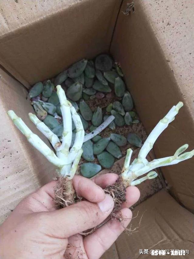 夏天买回来的多肉成了这个鬼样子怎么办