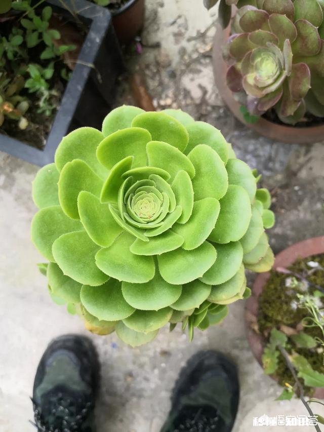 夏天买回来的多肉成了这个鬼样子怎么办