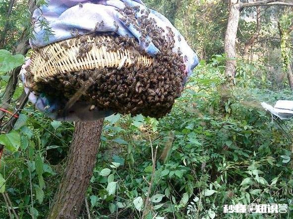怎么收野蜂