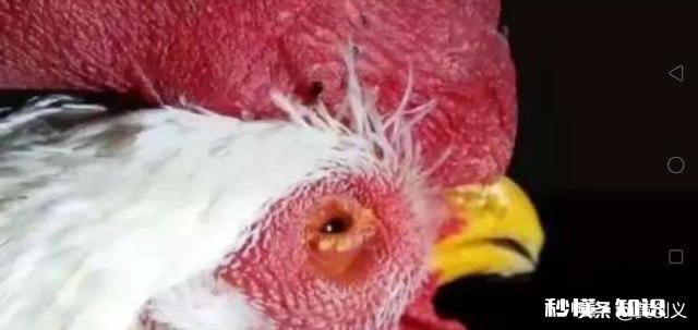 鸡的眼睛流眼泪，要给鸡吃什么才可以治病