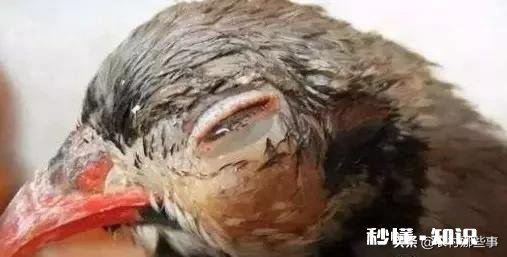 鸡的眼睛流眼泪，要给鸡吃什么才可以治病