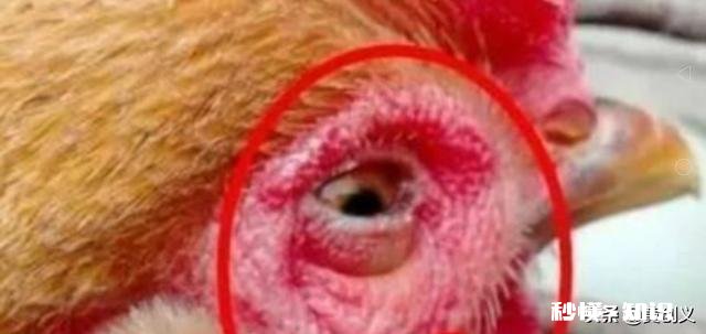 鸡的眼睛流眼泪，要给鸡吃什么才可以治病