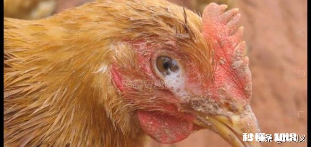 鸡的眼睛流眼泪，要给鸡吃什么才可以治病