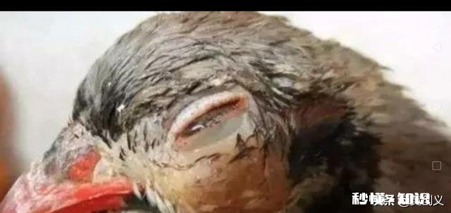 鸡的眼睛流眼泪，要给鸡吃什么才可以治病