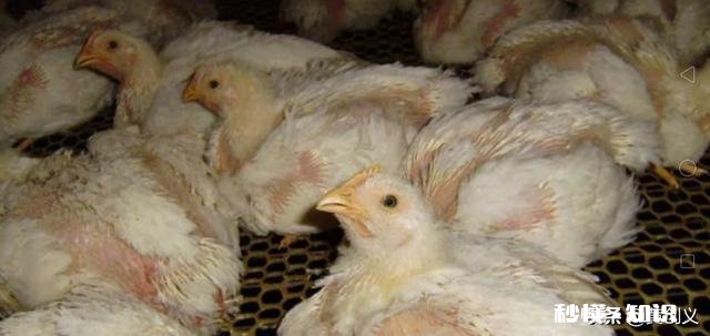 鸡的眼睛流眼泪，要给鸡吃什么才可以治病