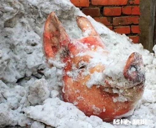 听说东北农村在冬天喜欢把猪头放在外面冷冻起来，这是为何