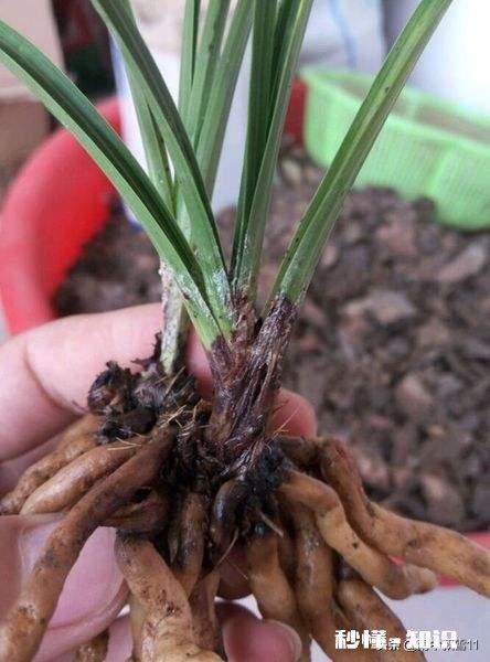 治疗兰花根腐病有哪些药