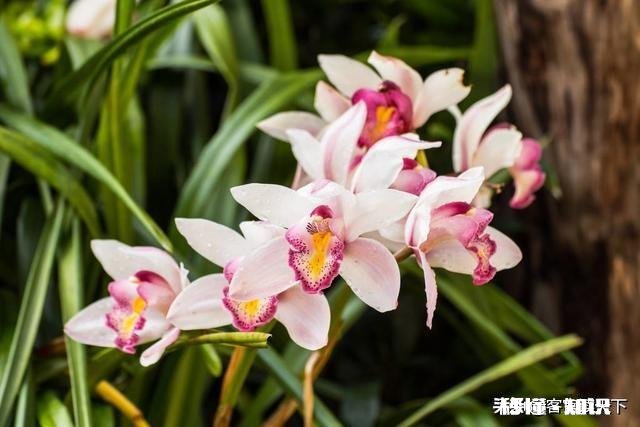 治疗兰花根腐病有哪些药