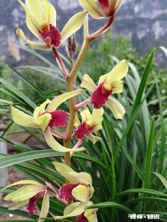 治疗兰花根腐病有哪些药